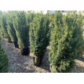 Kukmedis tarpinis ( lot. Taxus media ) Rising Star