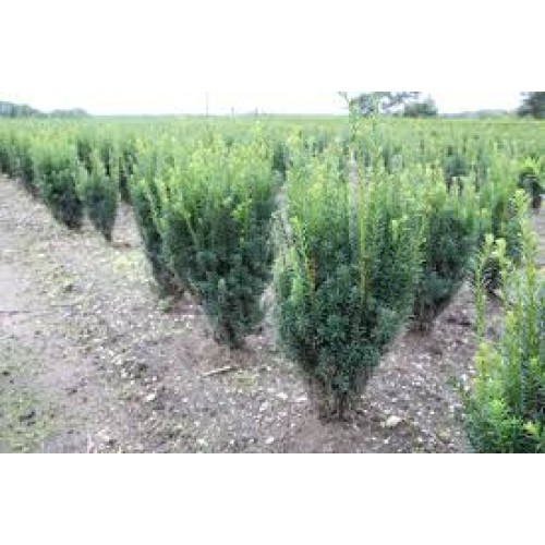 Kukmedis tarpinis ( lot. Taxus media ) Rising Star