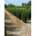 Kukmedis tarpinis ( lot. Taxus media ) Rising Star