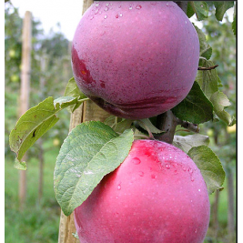 Obelis vasarinė ( lot. Malus domestica) Roberts