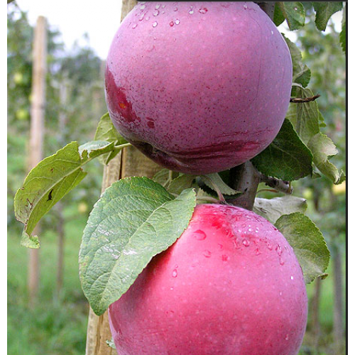 Obelis vasarinė ( lot. Malus domestica) Roberts