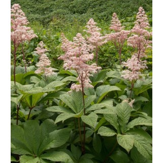 Rodžersija plunksnalapė ( lot. Rodgersia pinnata) 