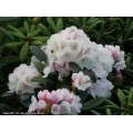 Rododendras jaukušimaninis ( lot. Rhododendron yakushimanimum)  Schneekrone