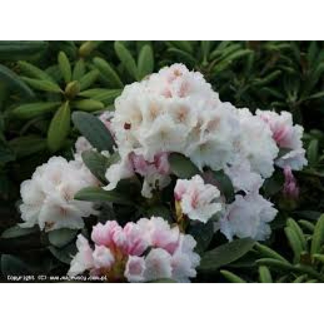 Rododendras jaukušimaninis ( lot. Rhododendron yakushimanimum)  Schneekrone