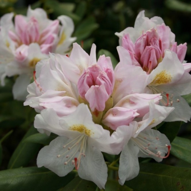 Rododendras ( lot. Rhododendron) Catawbiese album