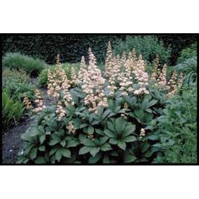 Rodžersija plunksnalapė ( lot. Rodgersia pinnata) Die Schone