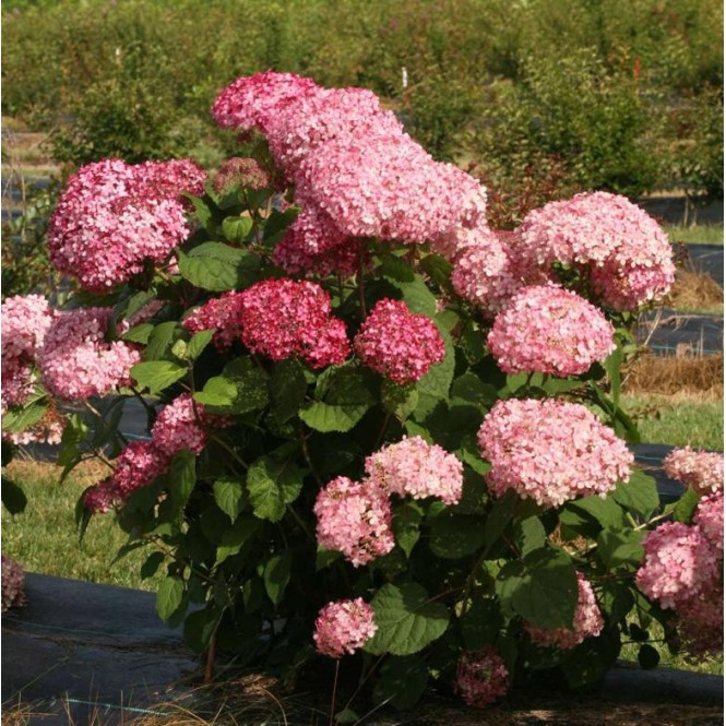 Hortenzija šviesioji (Hydrangea arborescens) Magical dark pink 'bokodapi'