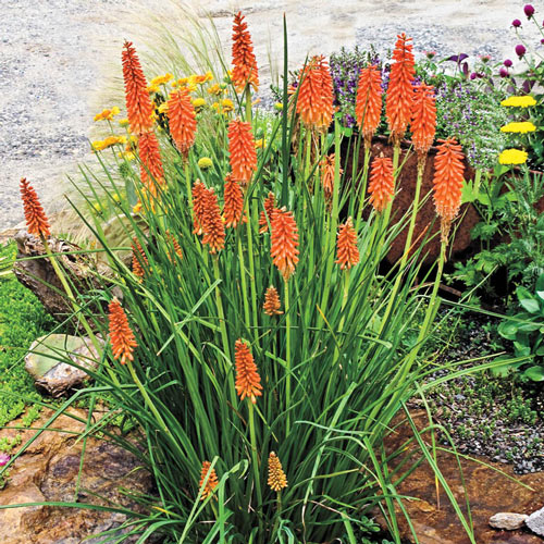 Knifofija (lot. Kniphofia uvaria) Echo Rojo