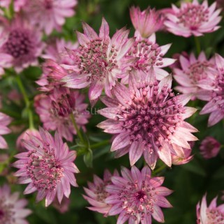 Astrancija didžioji ( lot. Astrantia major) Roma