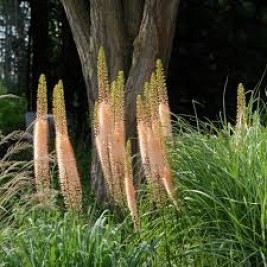 Eremuras  (lot.Eremurus ) Romance