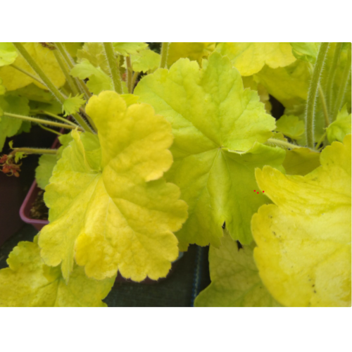 Alūnė ( lot. Heuchera) World Cafe Romane