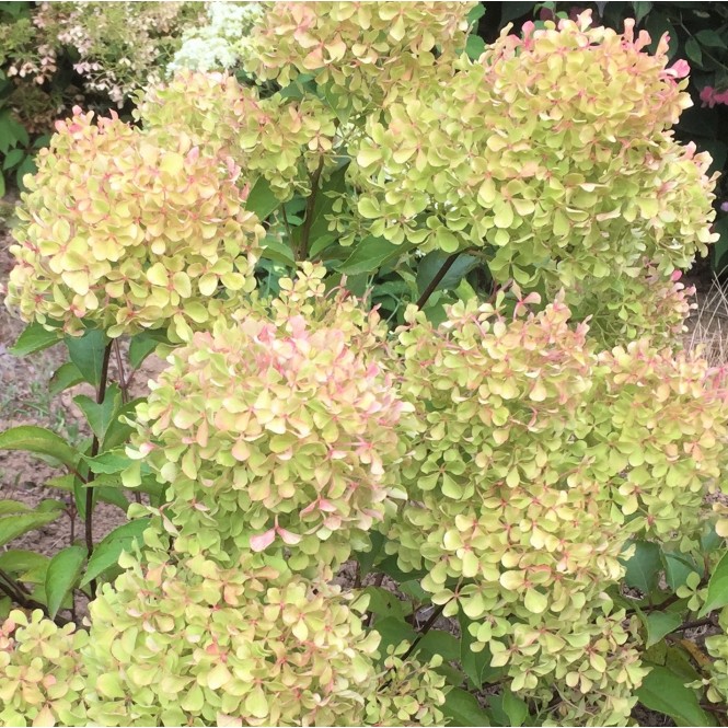 Hortenzija šluotelinė ( lot. Hydrangea paniculata) Romantic Ace