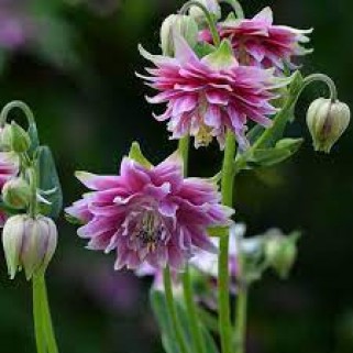 Sinavadas  (lot.Aquilegia vulgaris) Rose Barlow