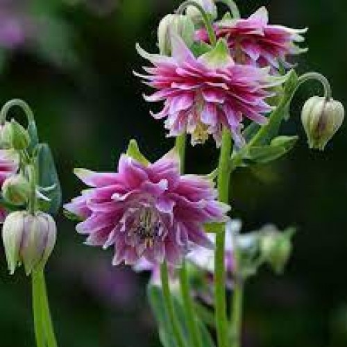 Sinavadas  (lot.Aquilegia vulgaris) Rose Barlow
