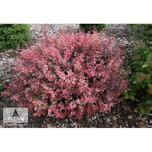 Raugerškis tunbergo ( lot. Berberis thunbergii)  Inspiration