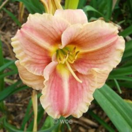 Viendienė  (lot.Hemerocallis ) Little Anna Rosa