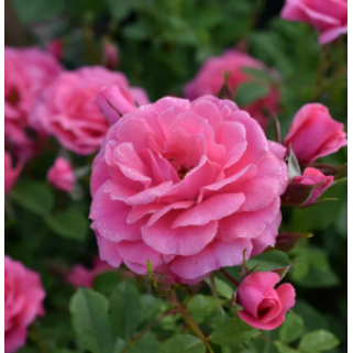 Rožė ( lot. Rosa ) Elfrid