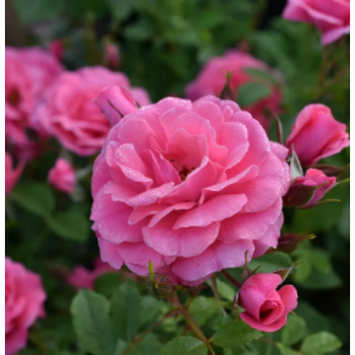 Rožė ( lot. Rosa ) Elfrid