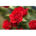 Rožė vijoklinė ( lot. Rosa )  raudona