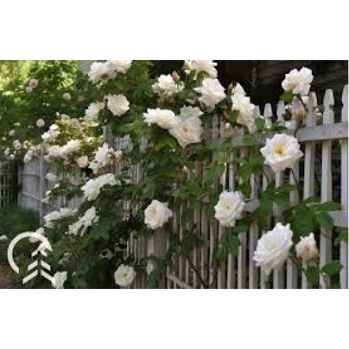 Rožė vijoklinė ( lot. Rosa )  balta