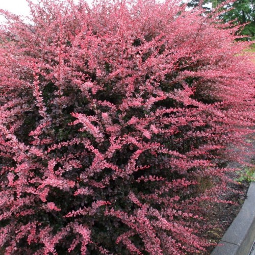 Raugerškis tunbergo ( lot. Berberis thunbergii)  Rose Glow