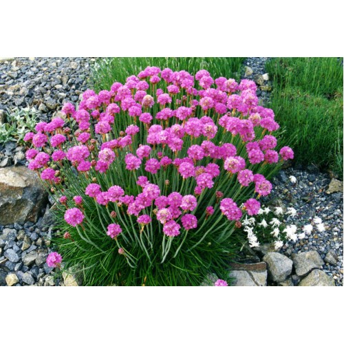 Gvaizdė pajūrinė (lot Armeria maritima ) Armada Ros