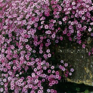 Guboja šliaužianti ( lot. Gypsophila repens)  Rosea