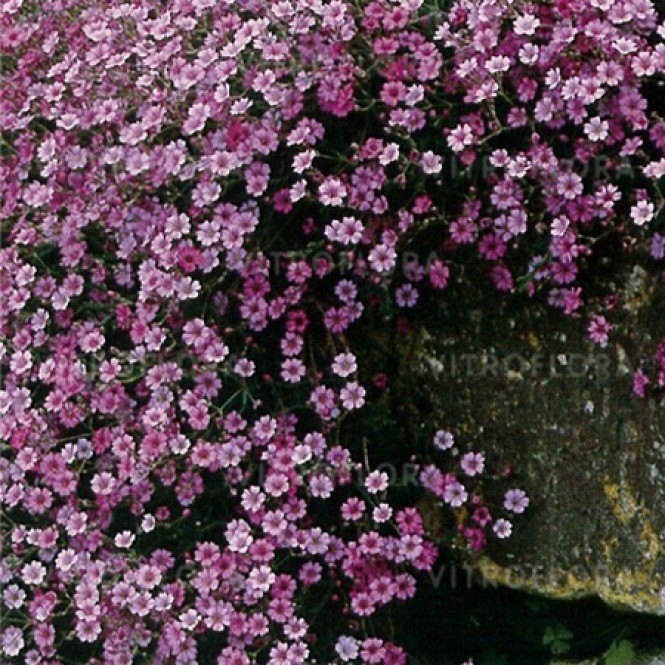 Guboja šliaužianti ( lot. Gypsophila repens)  Rosea