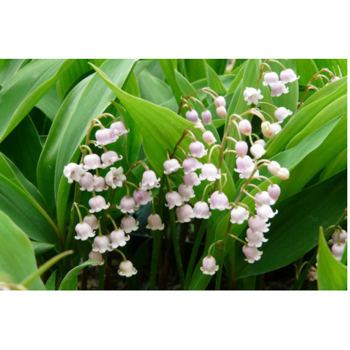 Pakalnutė ( lot. Convalaria majalis) Rosea