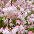 Deucija šiurkščioji ( lot. Deutzia scabra)  Rosea Plena