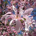Magnolija žvaigždinė (lot. Magnolia stellata) Rosea
