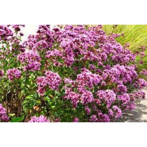 Raudonėlis ( lot. Origanum) Rosenkuppel