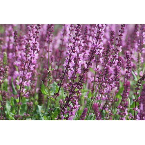 Šalavijas gojinis ( lot. Salvia nemorosa) Rose Queen