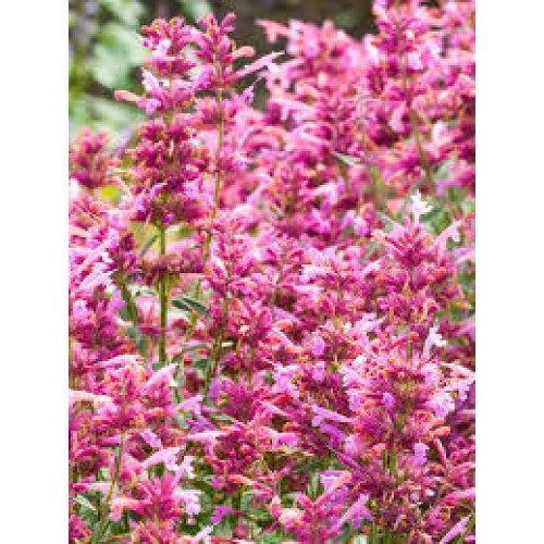 Kinmėtė( lot. Agastache) Rosie Posie