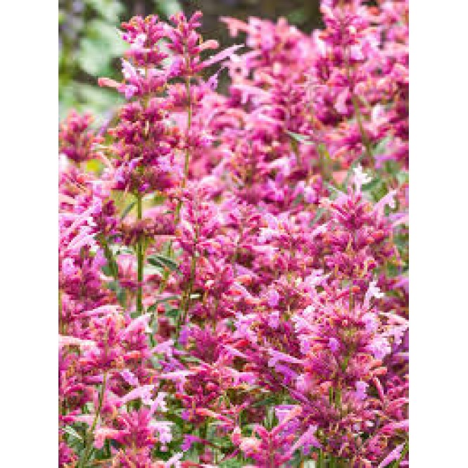 Kinmėtė( lot. Agastache) Rosie Posie