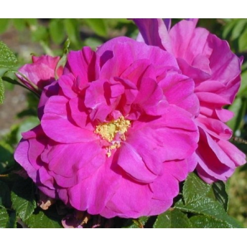 Rožė ( lot. Rosa rugosa ) Exception