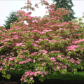 Sedula japoninė (lot. Cornus kousa) Satomi