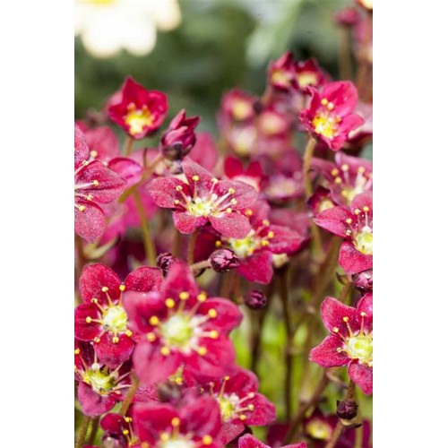 Uolaskėlė ( lot. Saxifraga arendsii)  Touran Deep Red