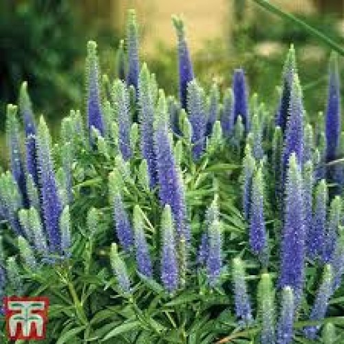 Veronika varpotoji (lot. Veronica  spicata ) Royal  Candles
