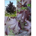 Klevas ( lot. Acer platanoides) Royal Red