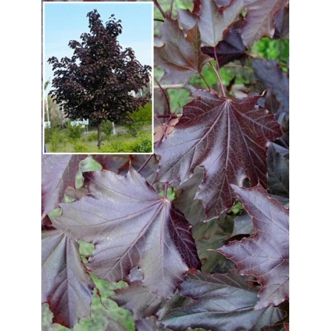 Klevas ( lot. Acer platanoides) Royal Red