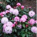 Rododendras hibridinis( lot. Rhododendron)  Wladyslaw Lokietek/Royal Rosy