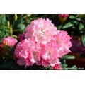 Rododendras hibridinis( lot. Rhododendron)  Wladyslaw Lokietek/Royal Rosy