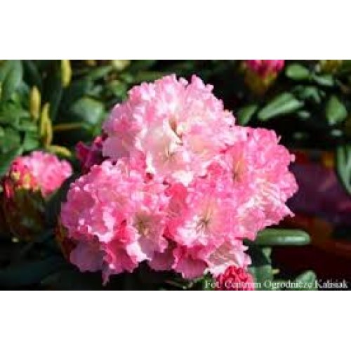 Rododendras hibridinis( lot. Rhododendron)  Wladyslaw Lokietek/Royal Rosy