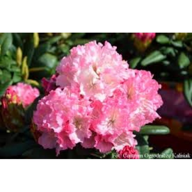 Rododendras hibridinis( lot. Rhododendron)  Wladyslaw Lokietek/Royal Rosy