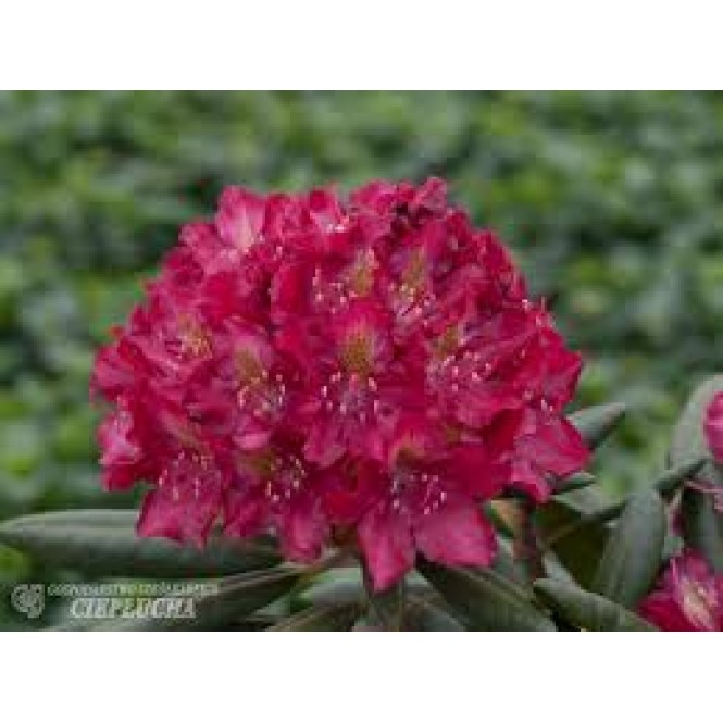 Rododendras hibridinis ( lot. Rhododendron)  KAzimierz Wielki/Royal Scarlet