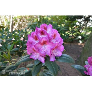 Rododendras hibridinis( lot. Rhododendron)  Kazimierz Odnowiciel II/Royal Violet