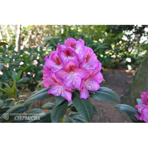 Rododendras hibridinis( lot. Rhododendron)  Kazimierz Odnowiciel II/Royal Violet