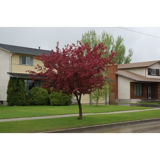Obelis dekoratyvinė (lot. Malus purpurea)  Royalty