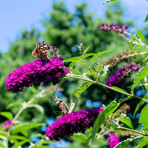 Budlėja ( lot. Buddleja davidii) Royal Red
